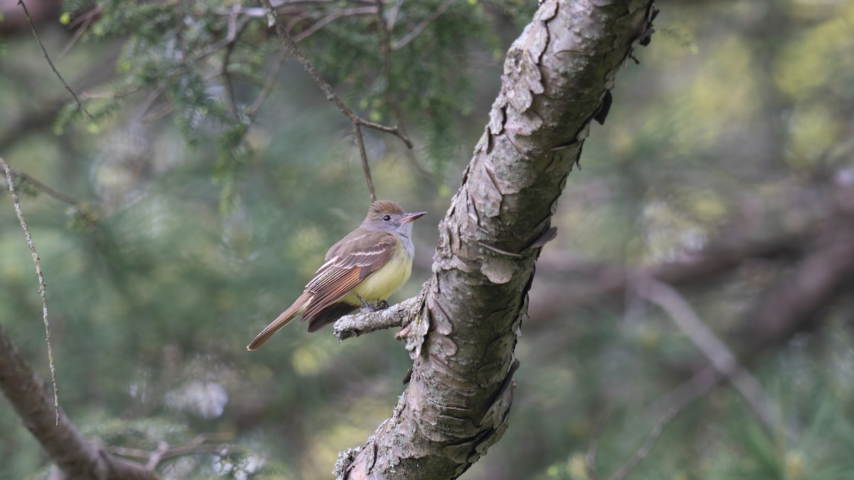 Great Crested Flycatcher - ML619060550