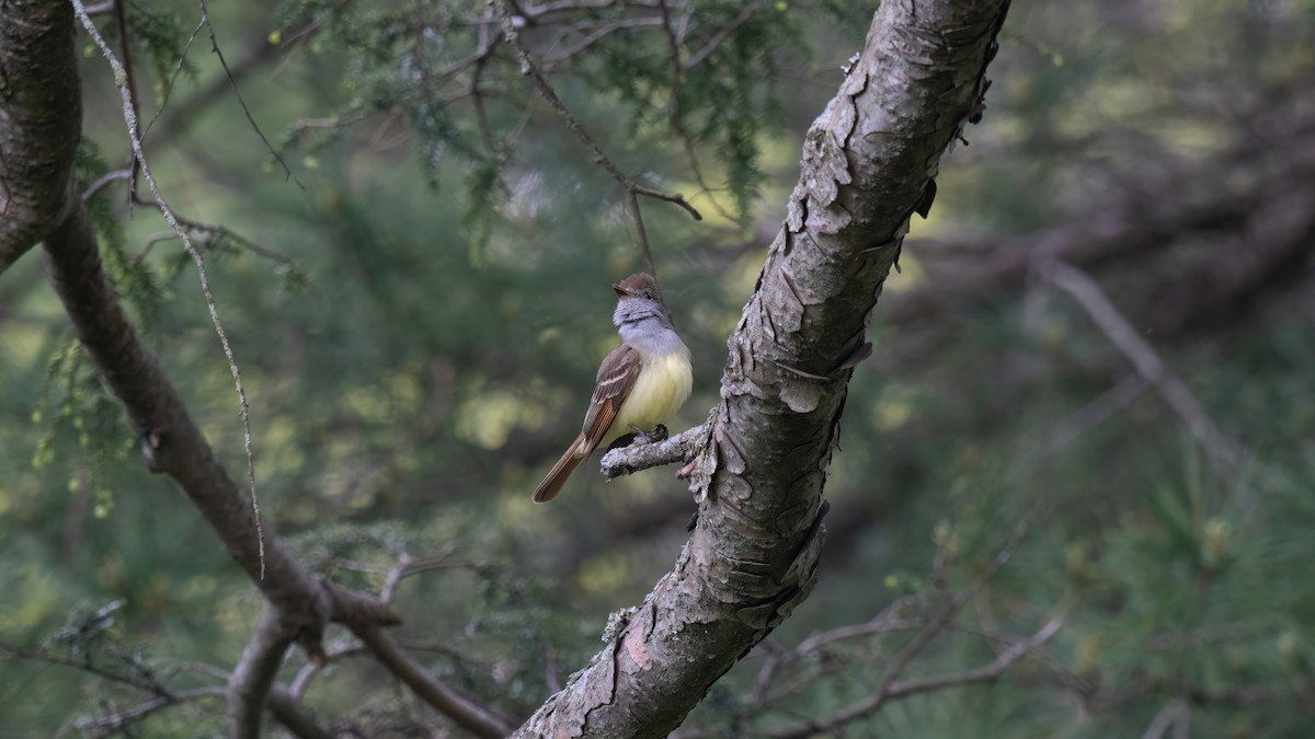 Great Crested Flycatcher - ML619060553