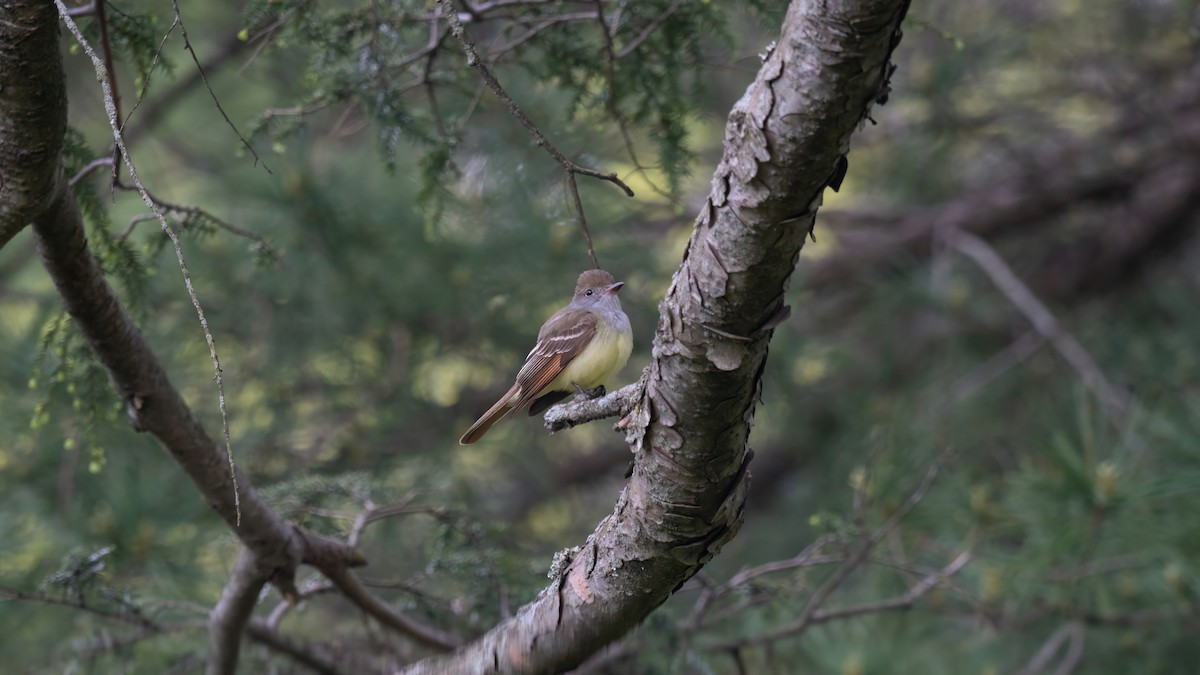 Great Crested Flycatcher - ML619060557