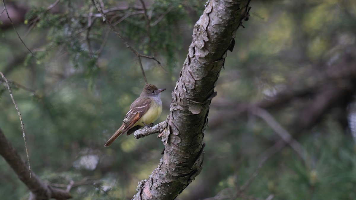 Great Crested Flycatcher - ML619060558