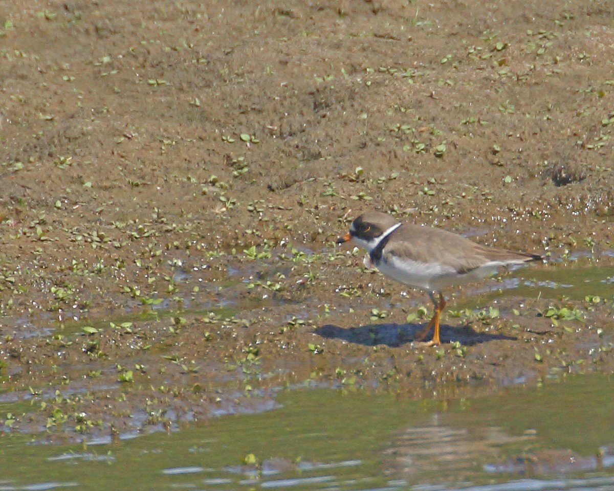 Semipalmated Plover - ML619060563