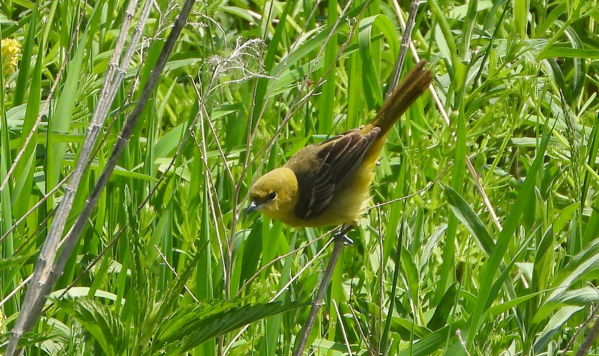 Orchard Oriole - ML619060592