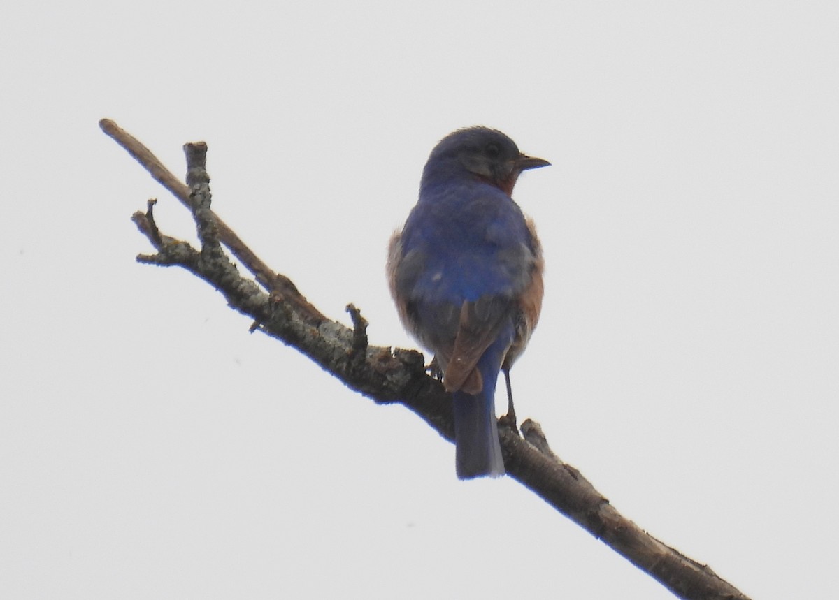 Eastern Bluebird - ML619060594