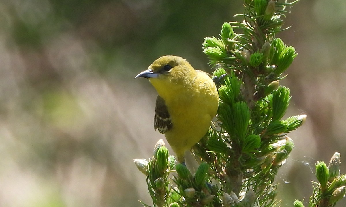 Orchard Oriole - ML619060618