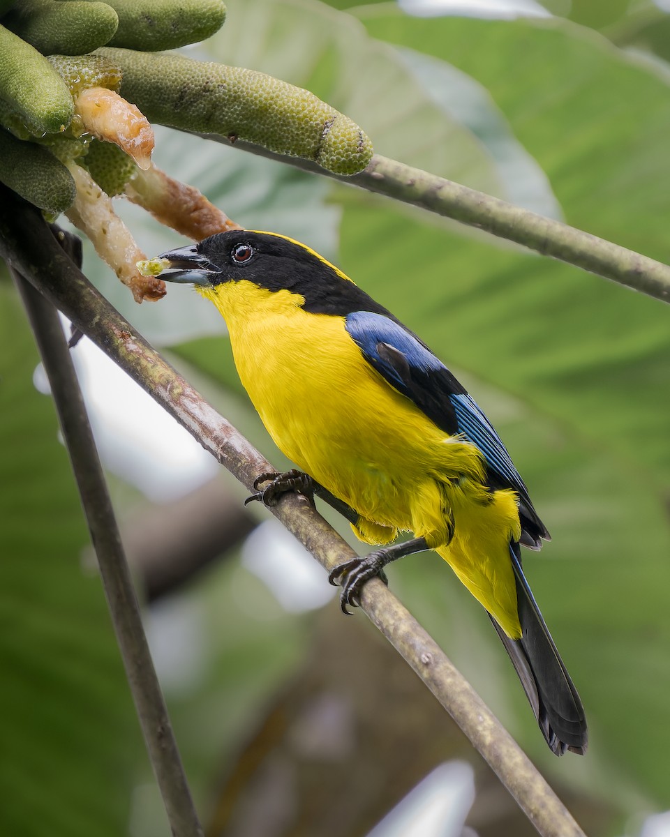 Blue-winged Mountain Tanager - ML619060657