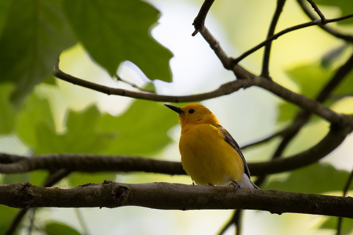 Prothonotary Warbler - ML619060712