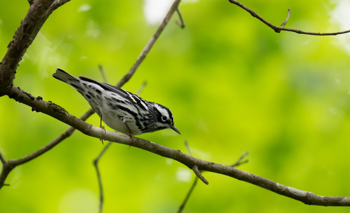 Black-and-white Warbler - ML619060725