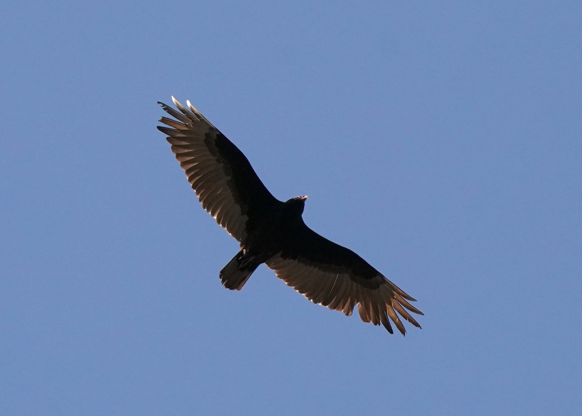 Turkey Vulture - ML619060753