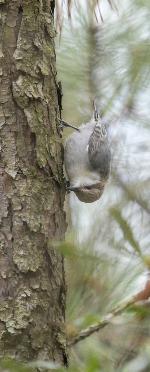 Brown-headed Nuthatch - ML619060800