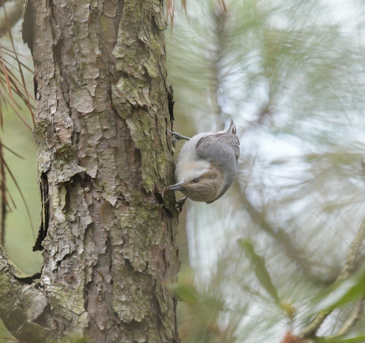 Brown-headed Nuthatch - ML619060801