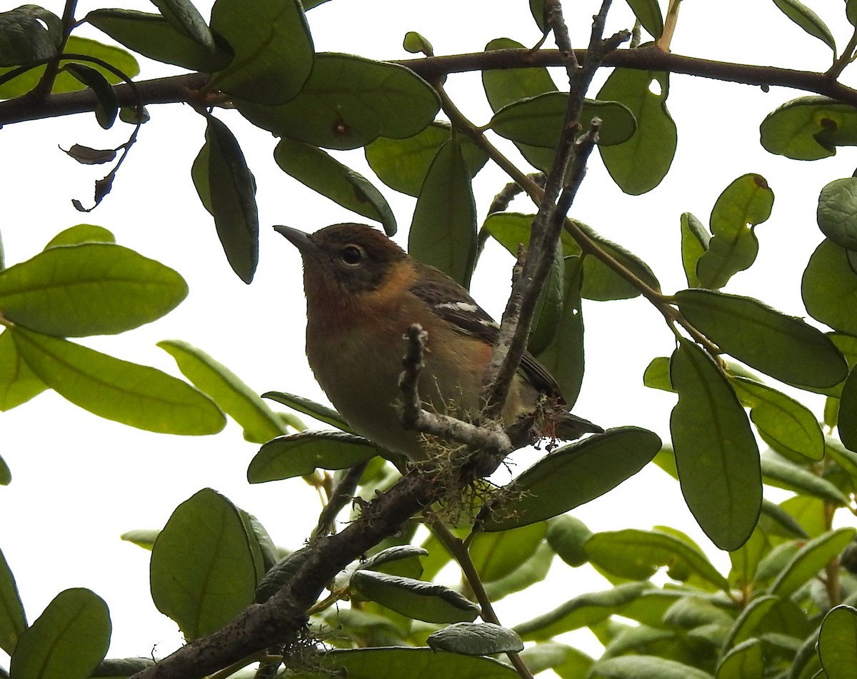 Bay-breasted Warbler - ML619060819