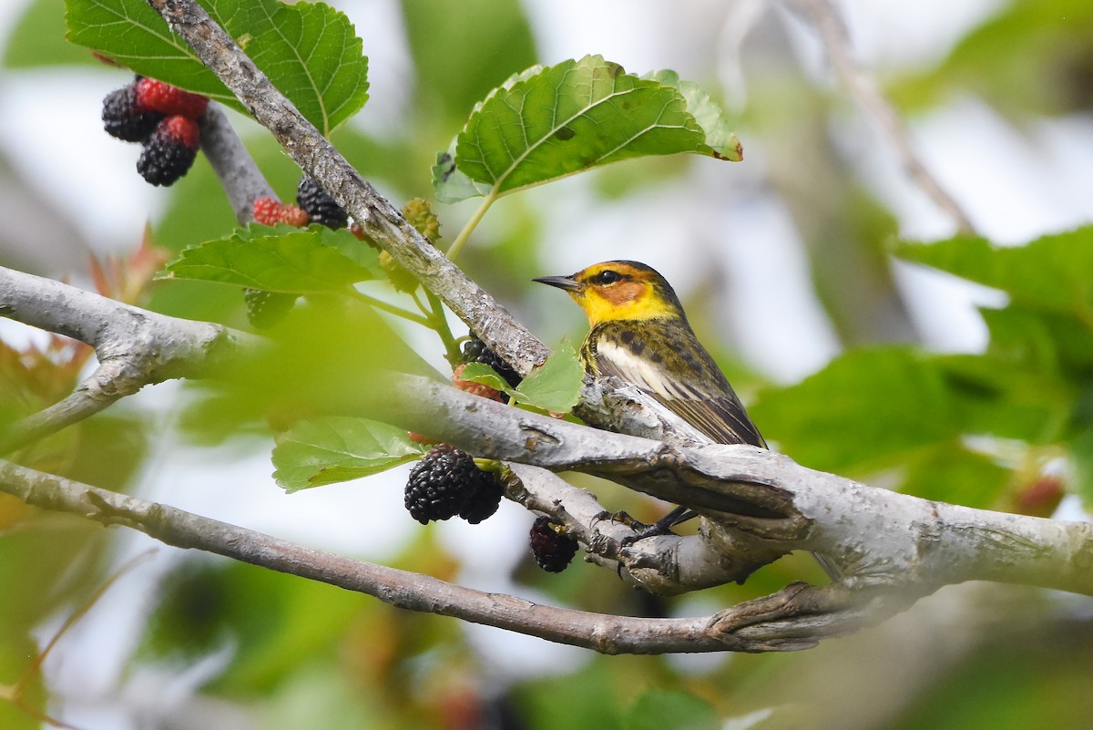 Cape May Warbler - ML619060856