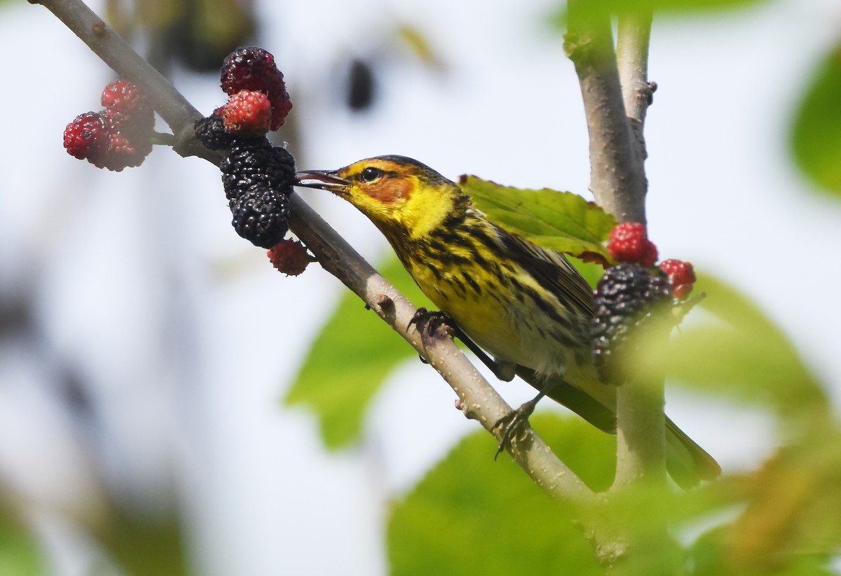 Cape May Warbler - ML619060857