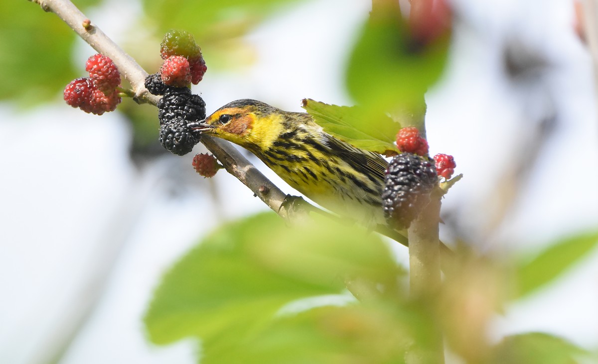 Cape May Warbler - ML619060859