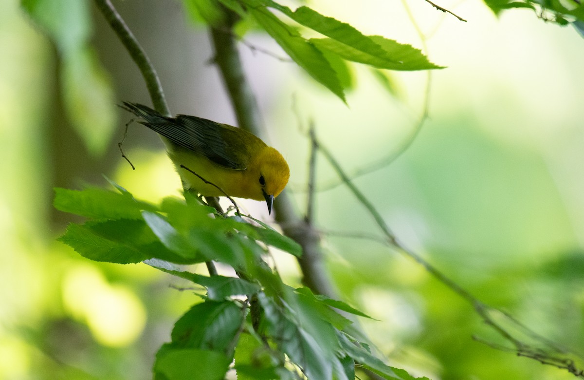 Prothonotary Warbler - ML619060866