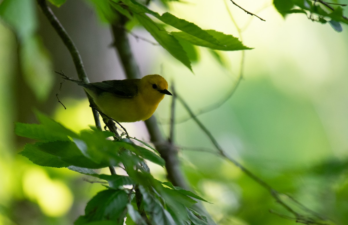 Prothonotary Warbler - ML619060867