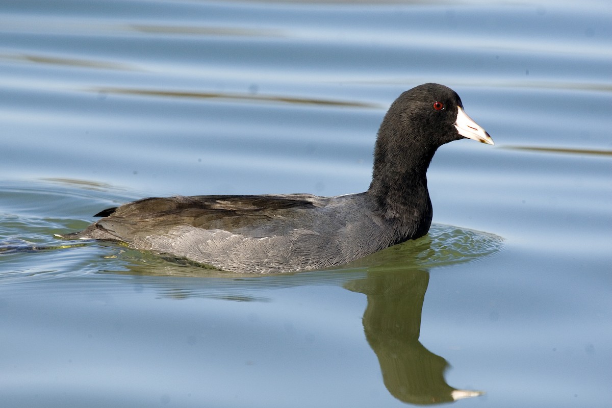 American Coot (Red-shielded) - ML619060878