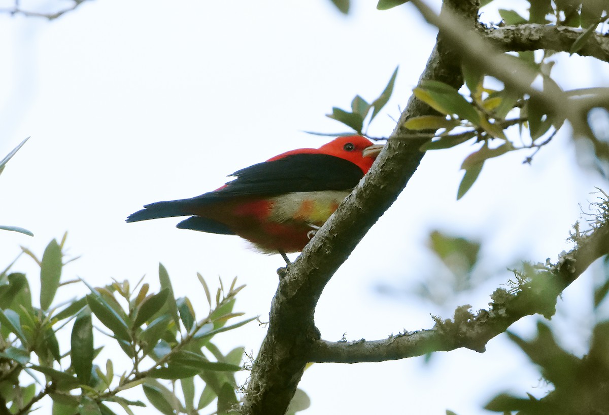 Scarlet Tanager - ML619060886