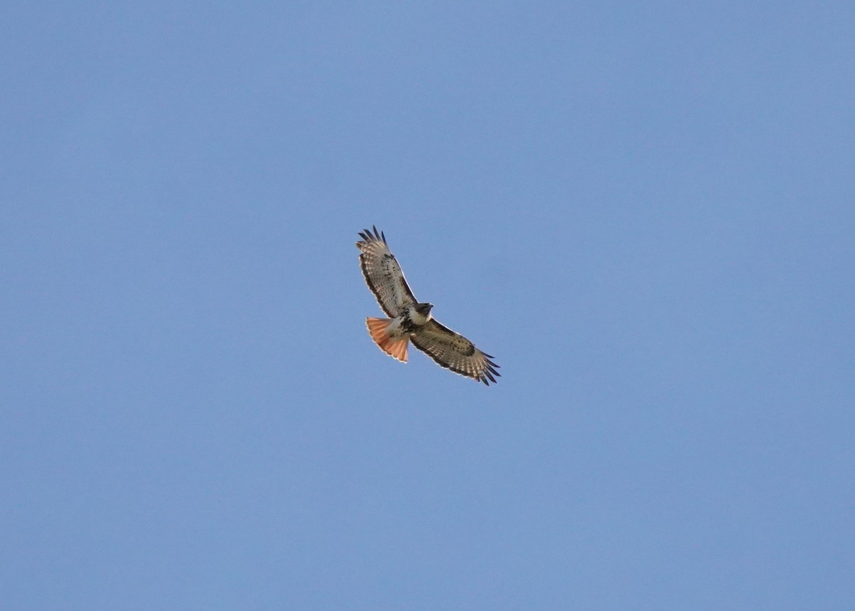 Red-tailed Hawk - ML619060900