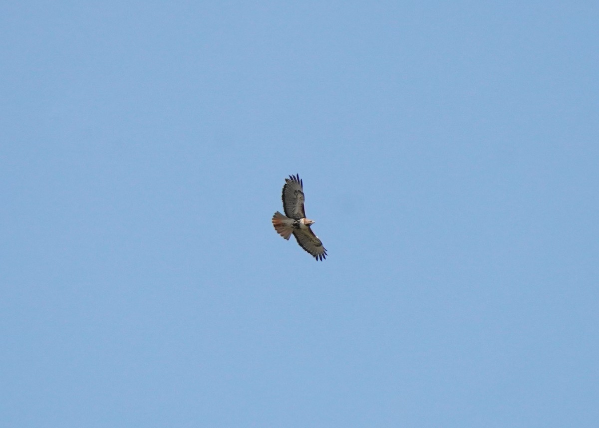 Red-tailed Hawk - ML619060901