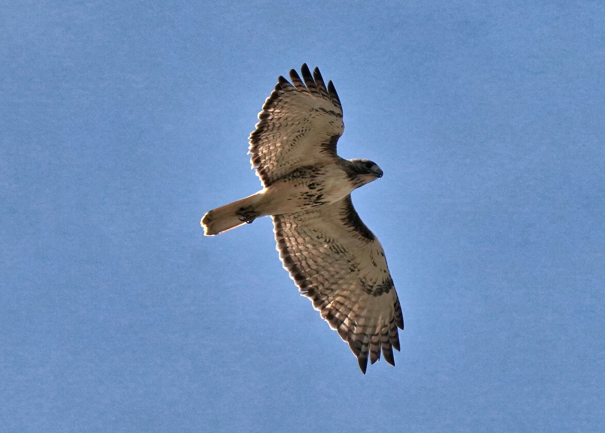 Red-tailed Hawk - ML619060902