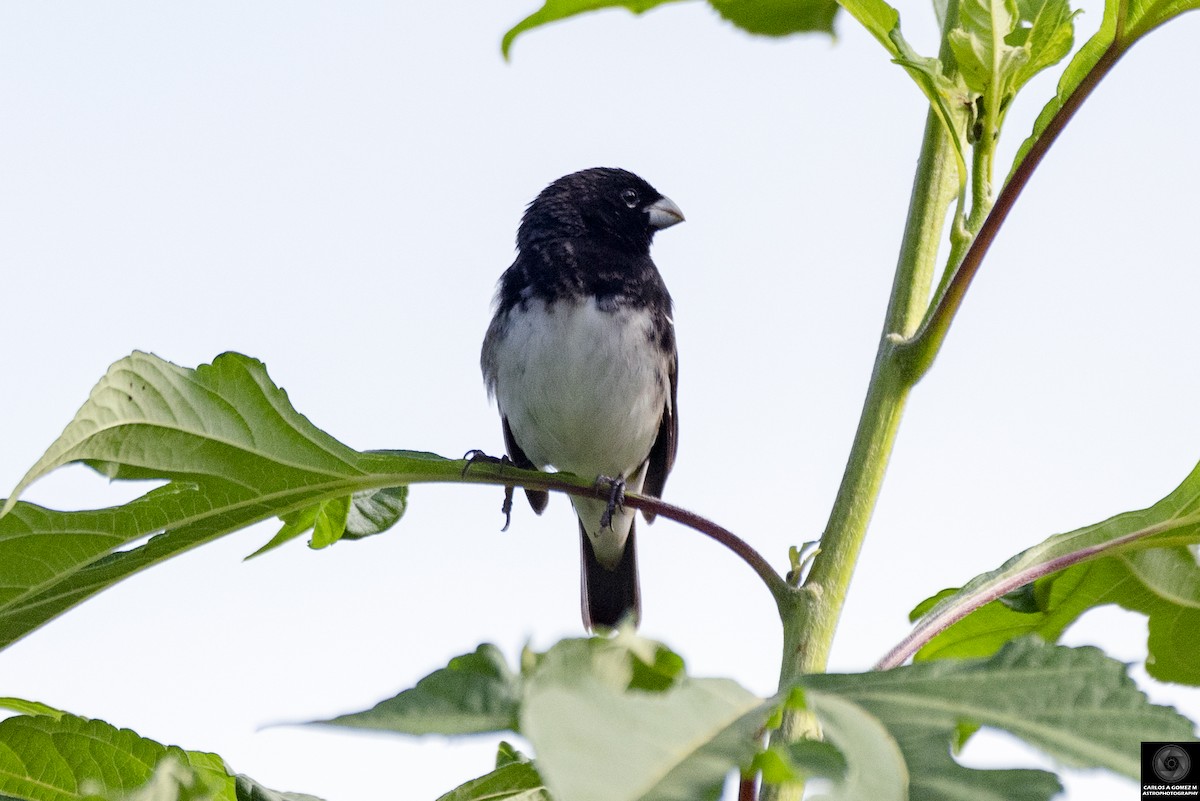 Black-and-white Seedeater - ML619060909