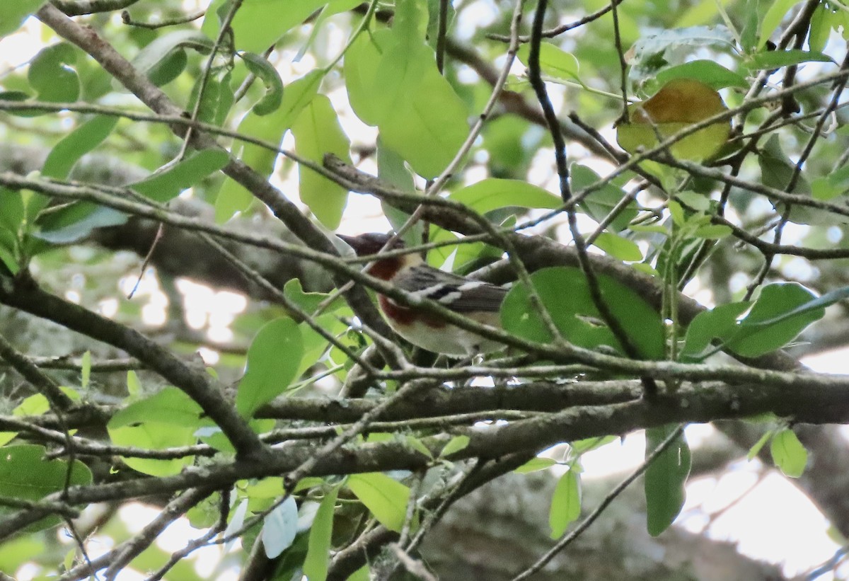 Bay-breasted Warbler - ML619060917