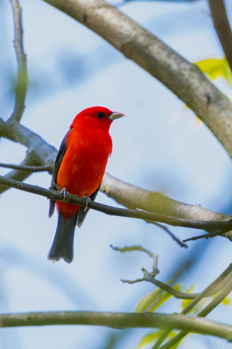 Scarlet Tanager - ML619060928