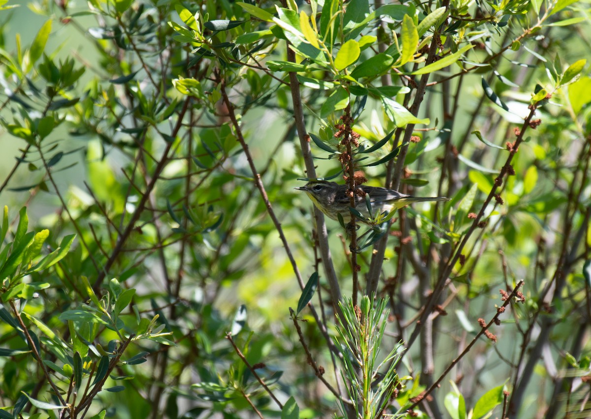 Paruline à couronne rousse (palmarum) - ML619060937