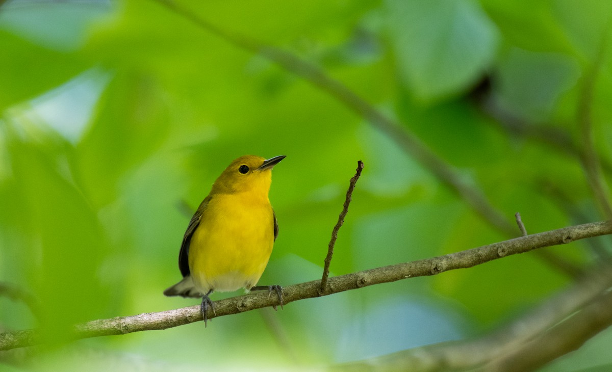 Prothonotary Warbler - ML619060960