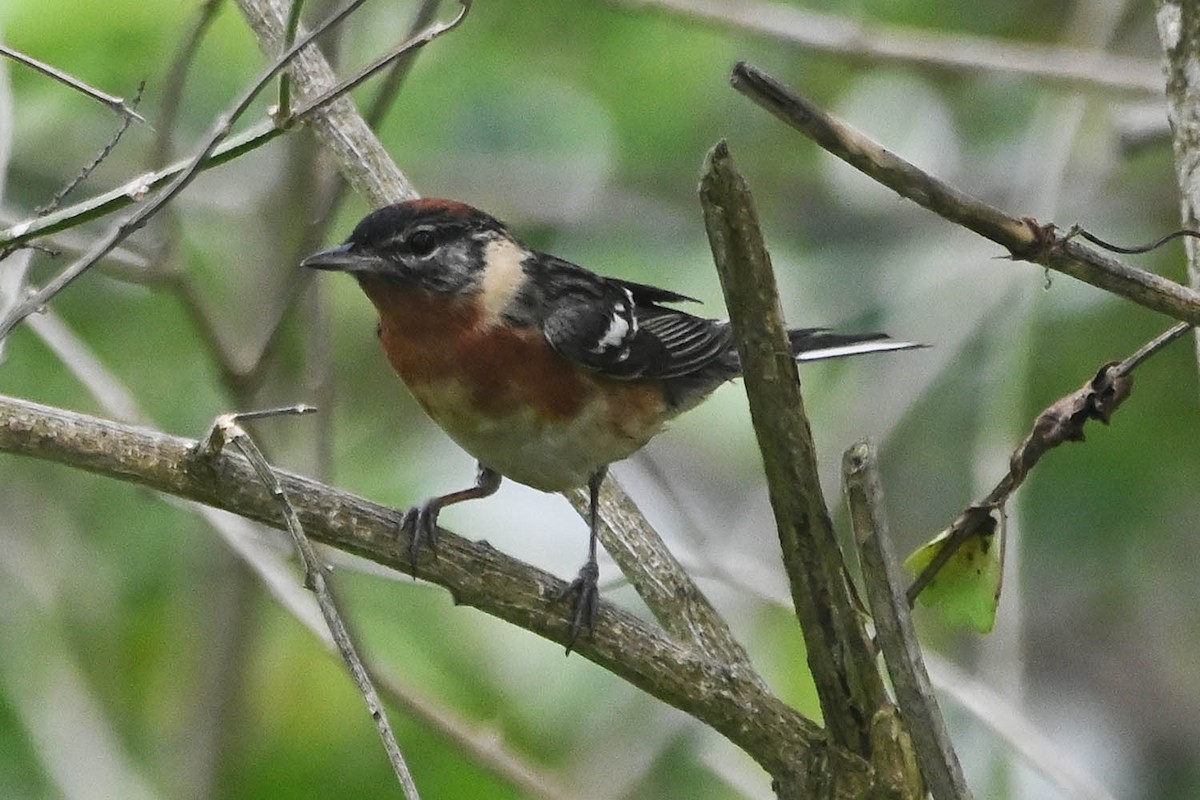 Bay-breasted Warbler - ML619060961