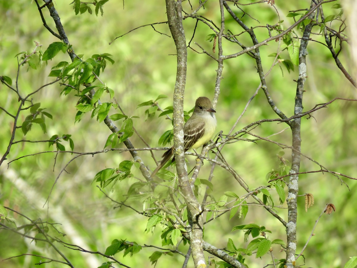 Great Crested Flycatcher - ML619060972