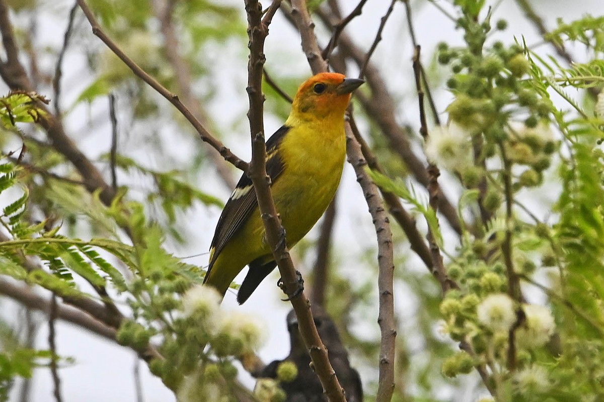 Western Tanager - ML619060982