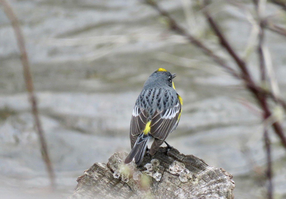 Yellow-rumped Warbler (Audubon's) - ML619060992