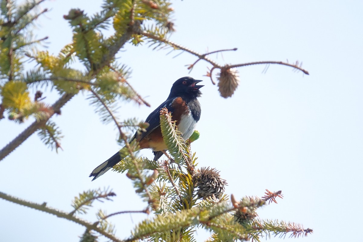 Spotted Towhee - ML619060997