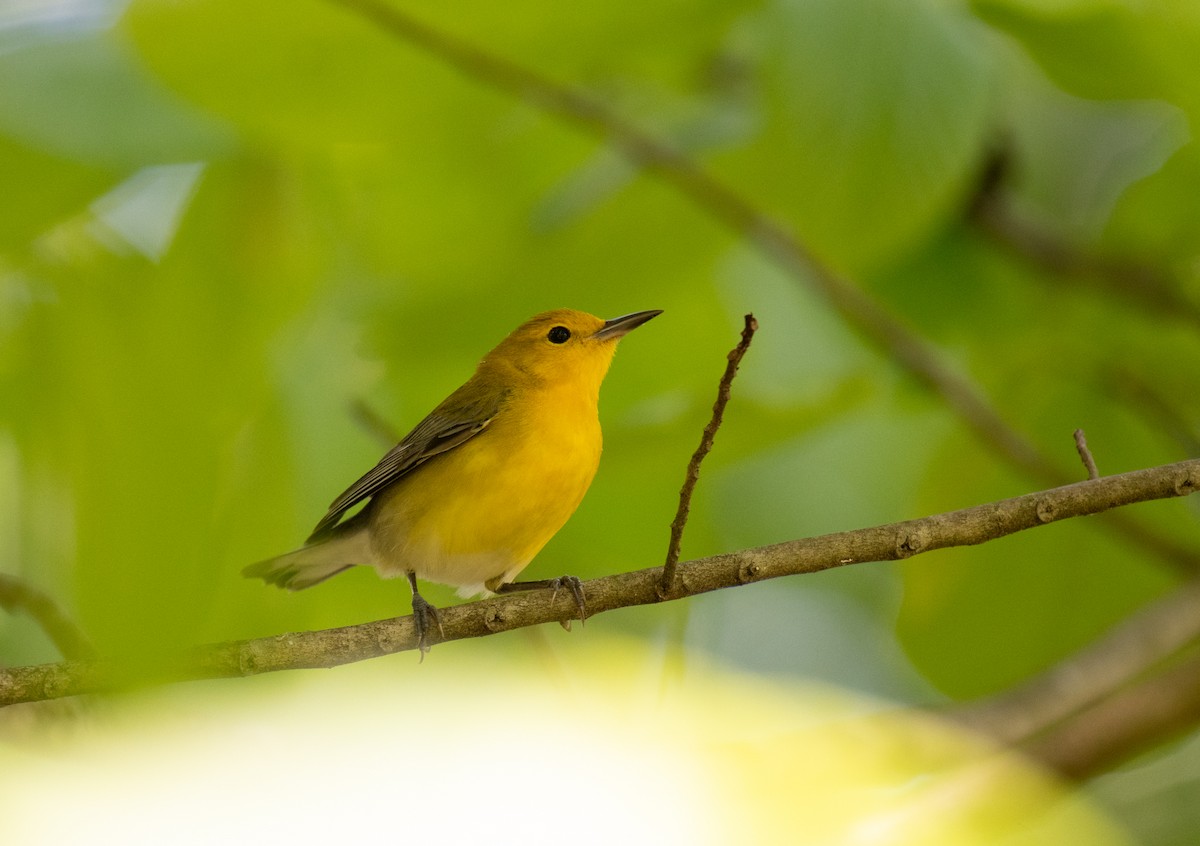 Prothonotary Warbler - ML619061008