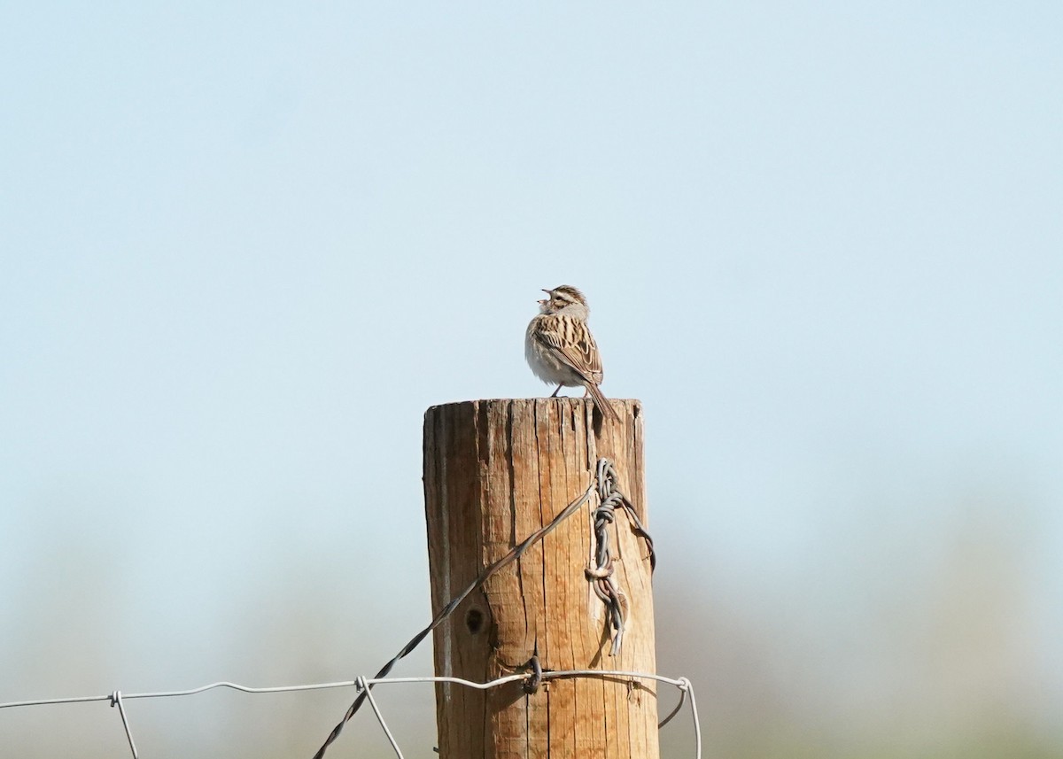 Clay-colored Sparrow - ML619061039