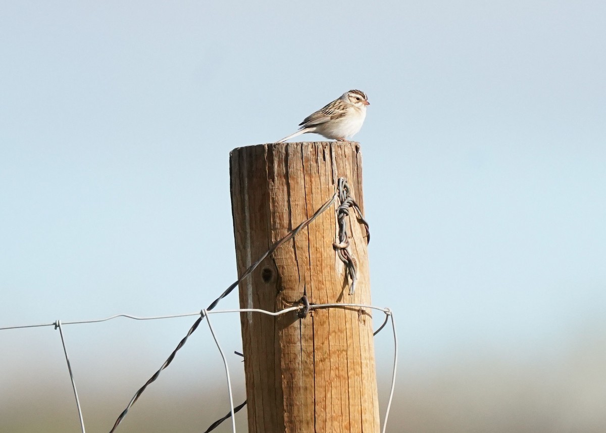 Clay-colored Sparrow - ML619061040