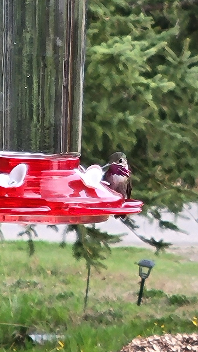Calliope Hummingbird - ML619061053