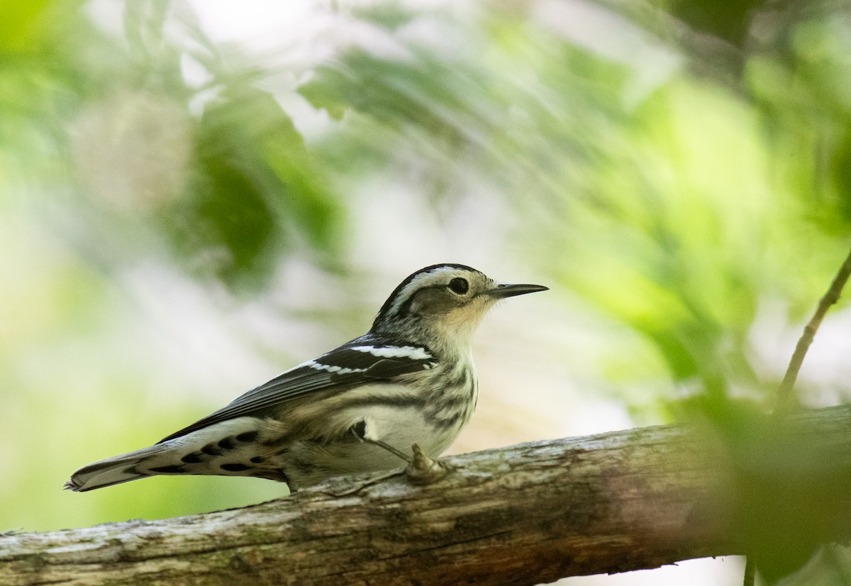 Black-and-white Warbler - ML619061057