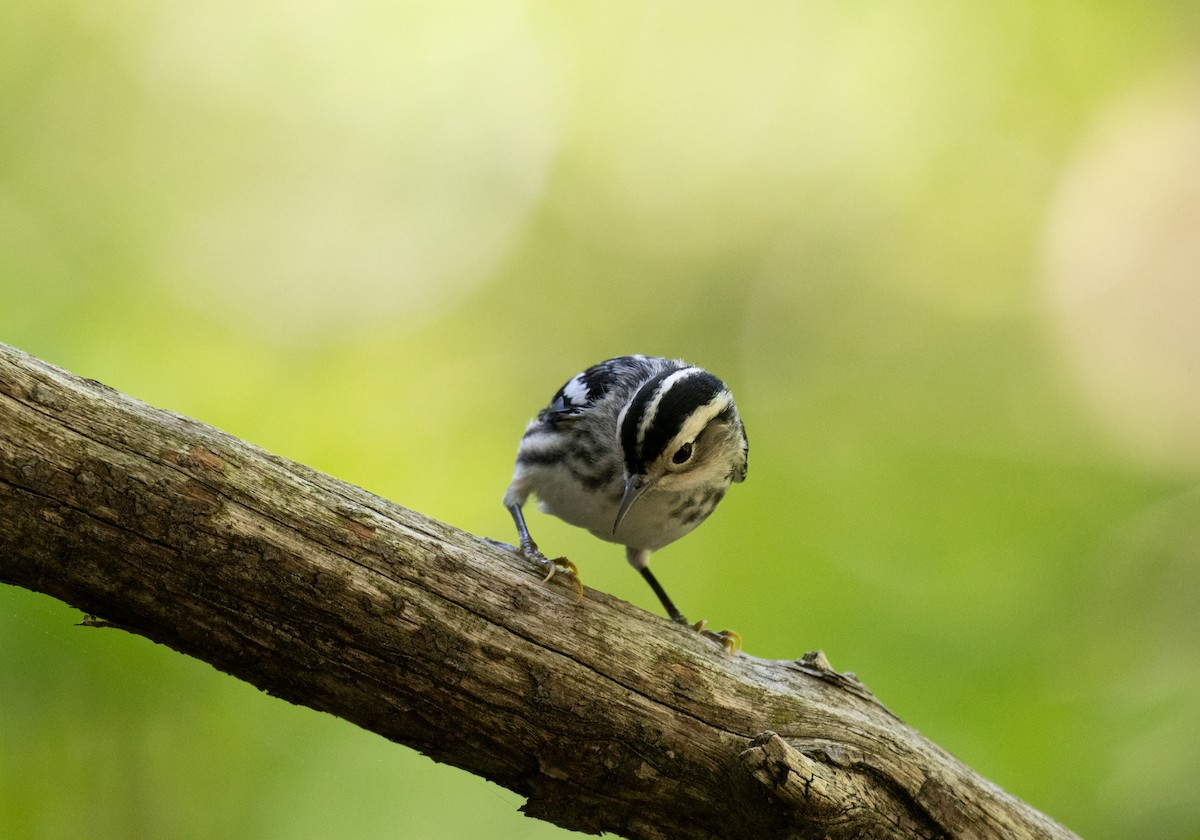 Black-and-white Warbler - ML619061058