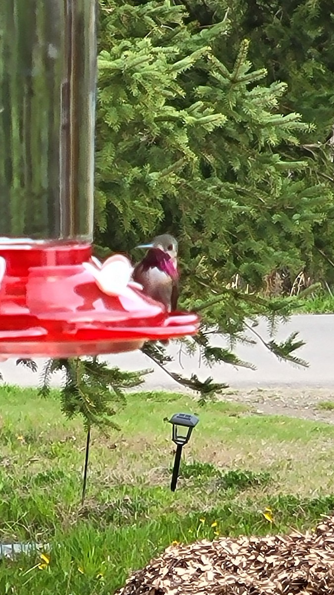 Calliope Hummingbird - ML619061059