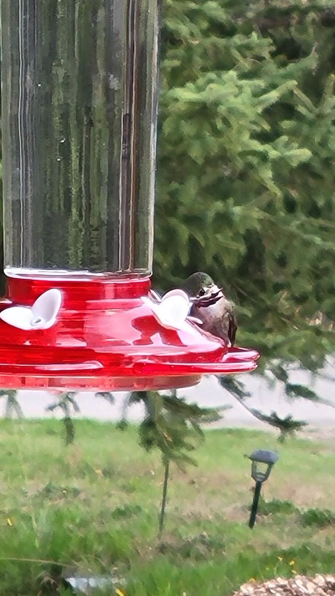 Calliope Hummingbird - ML619061064