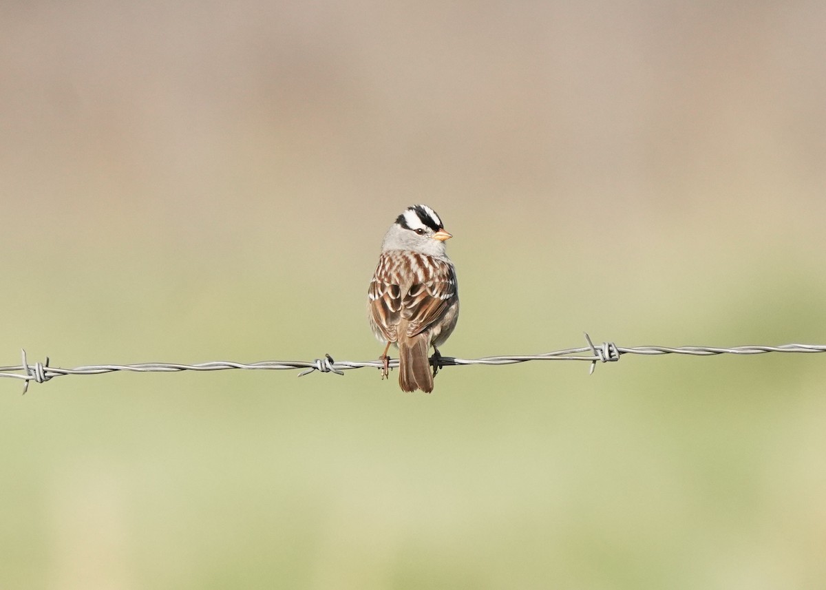 White-crowned Sparrow - ML619061067