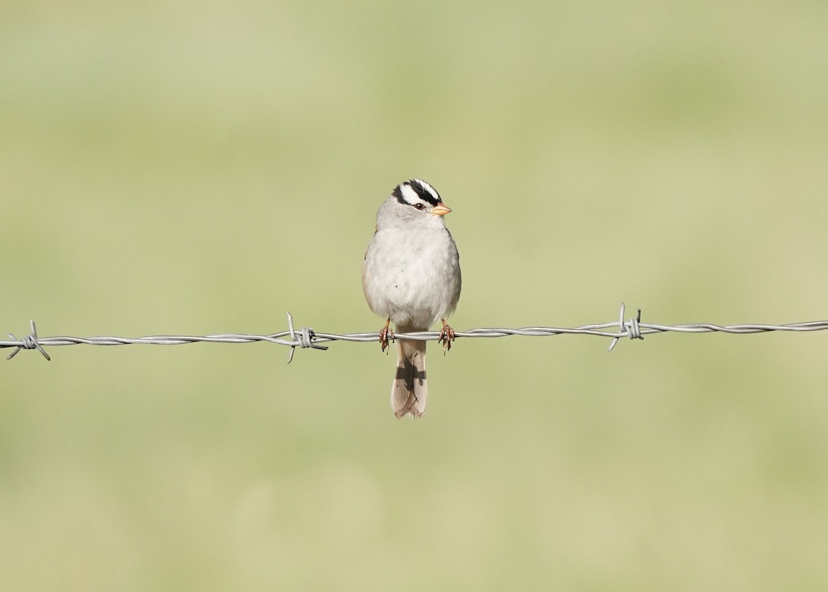 White-crowned Sparrow - ML619061068