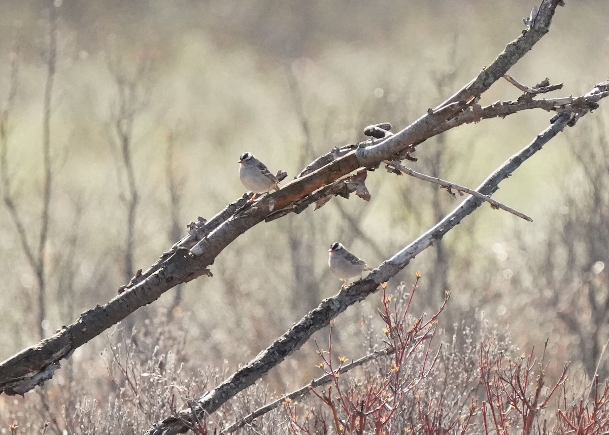 White-crowned Sparrow - ML619061069