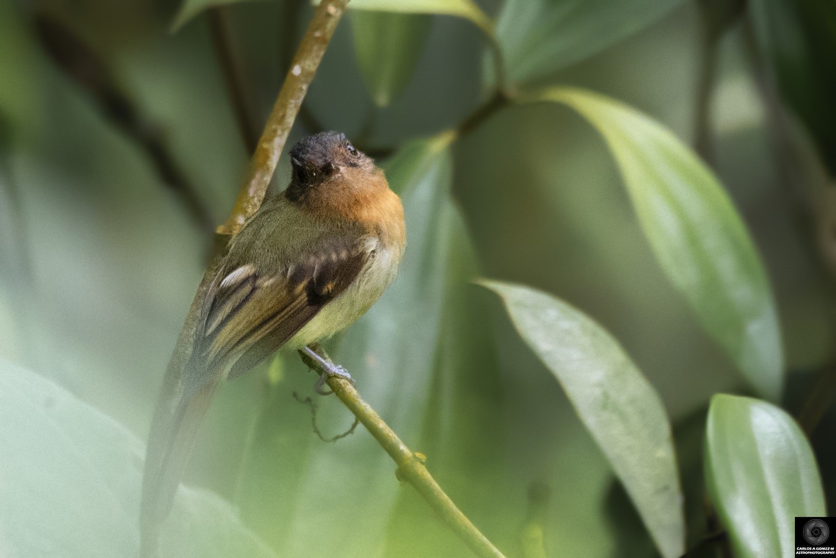 Rufous-breasted Flycatcher - ML619061108