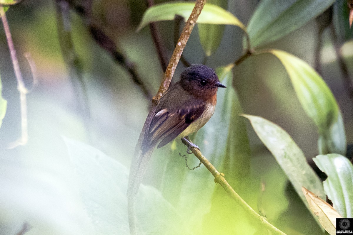 Rufous-breasted Flycatcher - ML619061118