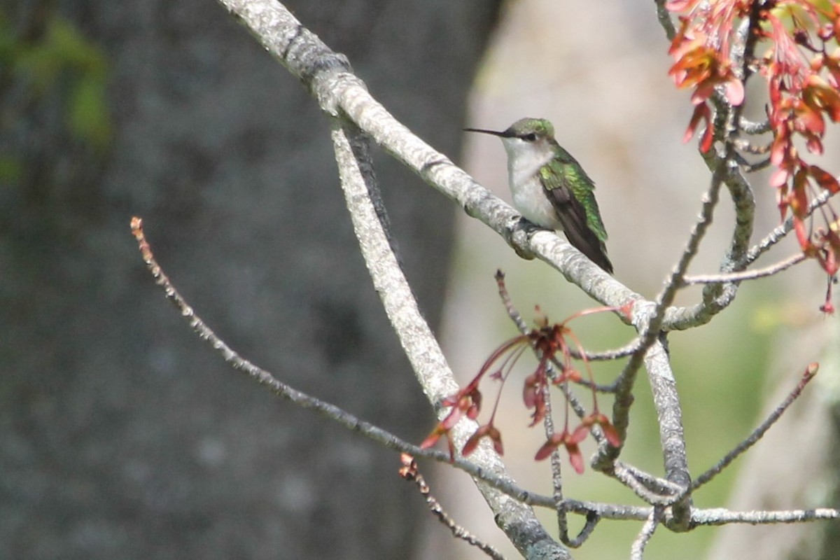 Ruby-throated Hummingbird - ML619061153