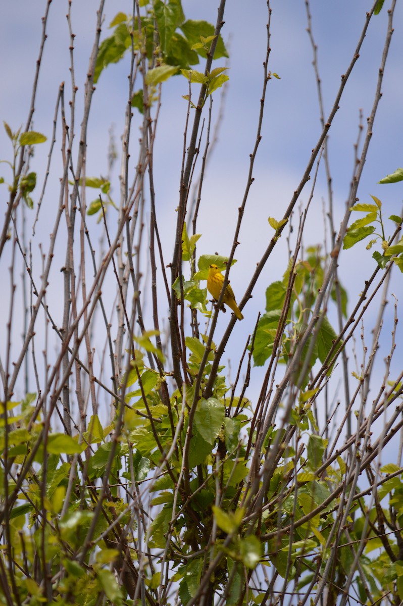 Yellow Warbler - ML619061161